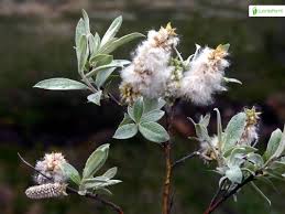 Attēlu rezultāti vaicājumam “Salix lapponum”