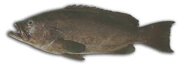 Image result for Mycteroperca rubra