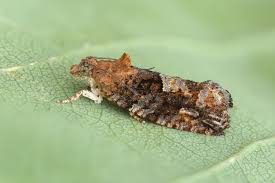 Attēlu rezultāti vaicājumam “Eudemis porphyrana”