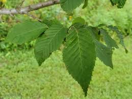 Attēlu rezultāti vaicājumam “Carpinus betulus leaf”