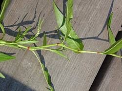 Attēlu rezultāti vaicājumam “Persicaria hydropiper”