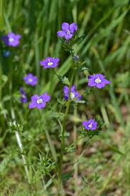 Image result for Legousia speculum-veneris