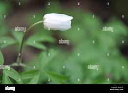Attēlu rezultāti vaicājumam “Anemone nemorosa bud”