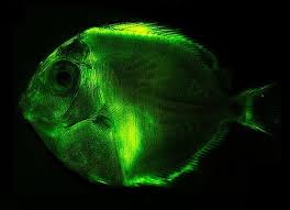 Image result for Acanthurus coeruleus