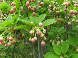 Attēlu rezultāti vaicājumam “Enkianthus chinensis”