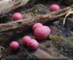 Attēlu rezultāti vaicājumam “Lycogala roseosporum macro”