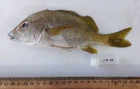 Image result for Haemulon plumierii