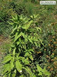 Image result for Chenopodium ambrosioides