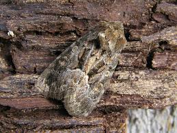 Attēlu rezultāti vaicājumam “Thalpophila matura”