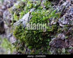 Attēlu rezultāti vaicājumam “Syntrichia latifolia”