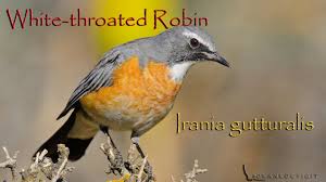 Image result for Irania gutturalis