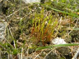 Attēlu rezultāti vaicājumam “Aloina rigida”