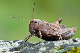 Attēlu rezultāti vaicājumam “Psophus stridulus”