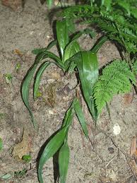 Attēlu rezultāti vaicājumam “Carex arenaria  leaf”