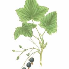 Attēlu rezultāti vaicājumam “Ribes nigrum”