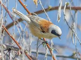 Image result for Remiz pendulinus