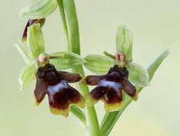 Attēlu rezultāti vaicājumam “Ophrys insectifera leaf”