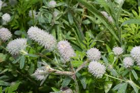 Attēlu rezultāti vaicājumam “Trifolium arvense leaf”
