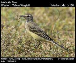 Attēlu rezultāti vaicājumam “Motacilla flava flava adult”