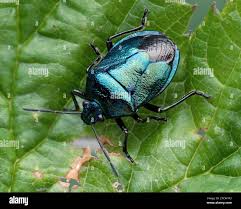 Attēlu rezultāti vaicājumam “Zicrona caerulea nymph”