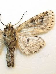 Attēlu rezultāti vaicājumam “Griposia aprilina”