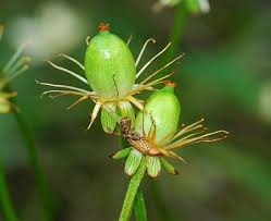 Attēlu rezultāti vaicājumam “Parnassia palustris fruit”