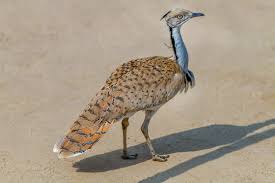 Image result for Chlamydotis macqueenii