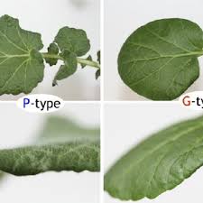 Attēlu rezultāti vaicājumam “Barbarea vulgaris subsp. arcuata flower”