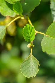 Attēlu rezultāti vaicājumam “Alnus glutinosa”