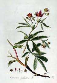 Attēlu rezultāti vaicājumam “Comarum palustre”