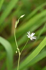 Attēlu rezultāti vaicājumam “Stellaria longifolia flower”