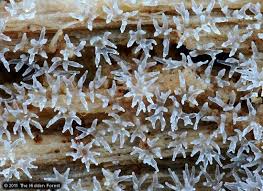 Attēlu rezultāti vaicājumam “Ceratiomyxa fruticulosa”