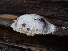 Attēlu rezultāti vaicājumam “Fuligo septica var. candida spores”