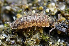 Attēlu rezultāti vaicājumam “Anogcodes melanurus”