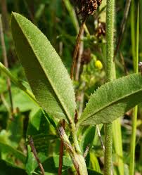Attēlu rezultāti vaicājumam “Trifolium montanum leaf”