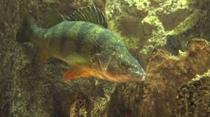 Image result for Sander canadensis