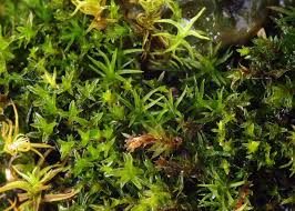 Attēlu rezultāti vaicājumam “Jungermannia hyalina cells”