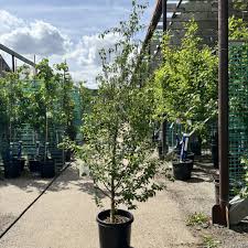 Attēlu rezultāti vaicājumam “Salix pentandra leaf”