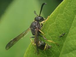 Attēlu rezultāti vaicājumam “Symmorphus sp.”