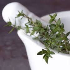 Attēlu rezultāti vaicājumam “Thymus vulgaris leaf”