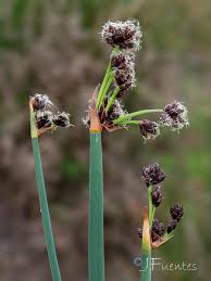 Attēlu rezultāti vaicājumam “Schoenoplectus lacustris subsp. glaucus bud”