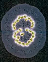 Attēlu rezultāti vaicājumam “Enerthenema papillatum young”