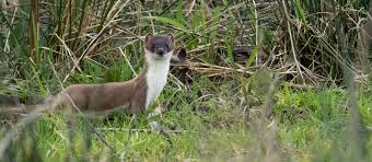 Image result for City Of London Piscatorial Society