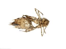 Attēlu rezultāti vaicājumam “Dienerella elongata”