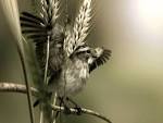 Sepia Bird Scene < 3D-Art < Gallery < Desktop Wallpaper | Free ...