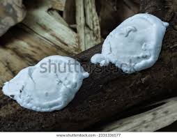 Attēlu rezultāti vaicājumam “Postia stiptica”