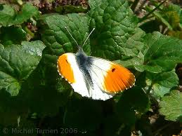 Attēlu rezultāti vaicājumam “Anthocharis cardamines male”