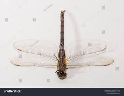 Attēlu rezultāti vaicājumam “Aeshna mixta female”