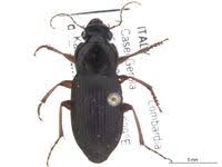 Attēlu rezultāti vaicājumam “Pseudoophonus rufipes”