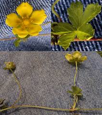 Attēlu rezultāti vaicājumam “Potentilla reptans bud”